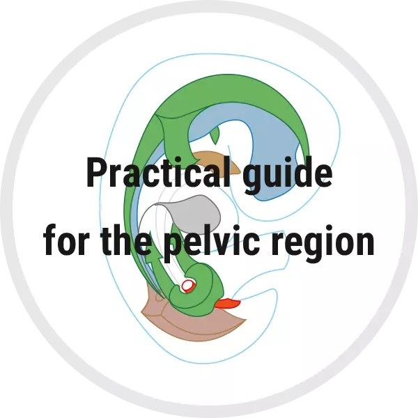 Image Practical guide for symptoms in the pelvic region