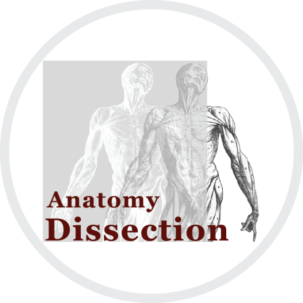 Anatomie Sektion main image